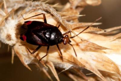 Deraeocoris ruber (Linnaeus, 1758)