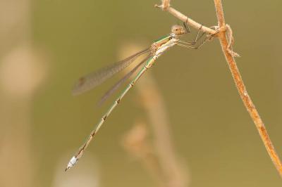 Leste verdoyant Lestes virens (Charpentier, 1825)