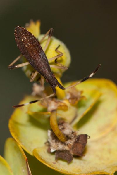  Dicranocephalus albipes (Fabricius, 1781)
