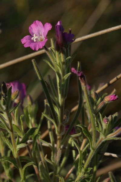 Épilobe hérissé, Épilobe hirsute Epilobium hirsutum L., 1753
