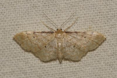 Acidalie familière (L') Idaea fuscovenosa (Goeze, 1781)