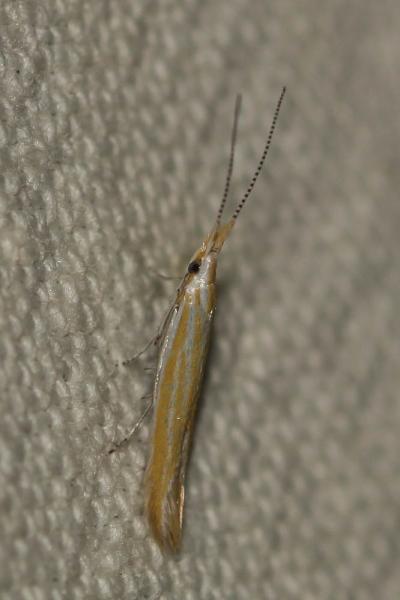  Coleophora flaviella Mann, 1857