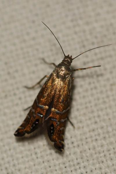  Glyphipterix thrasonella (Scopoli, 1763)