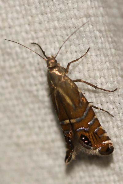  Glyphipterix thrasonella (Scopoli, 1763)