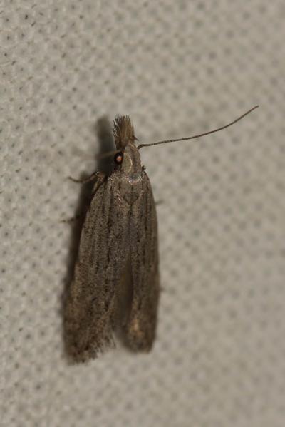  Anarsia spartiella (Schrank, 1802)
