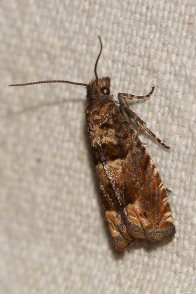  Epiblema graphana (Treitschke, 1835)