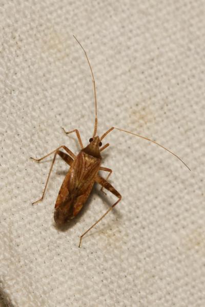  Phytocoris varipes Boheman, 1852