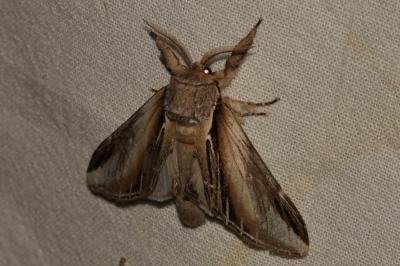 Porcelaine (La) Pheosia tremula (Clerck, 1759)