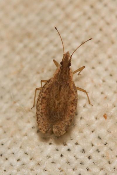  Cantacader quadricornis (Lepeletier de Saint Fargeau & Audinet-Serville, 1828)