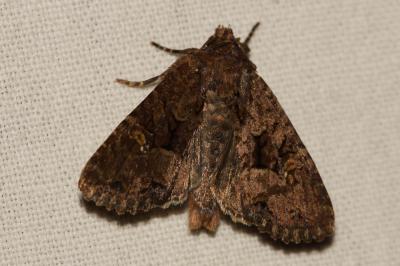 Hiéroglyphe (L') Mesapamea secalis (Linnaeus, 1758)