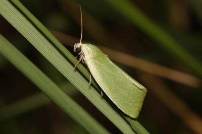 Halias du Saule (La) Earias clorana (Linnaeus, 1760)