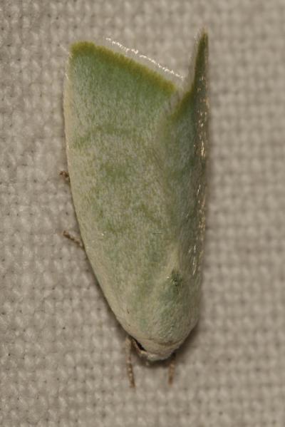 Halias du Peuplier (La) Earias vernana (Fabricius, 1787)