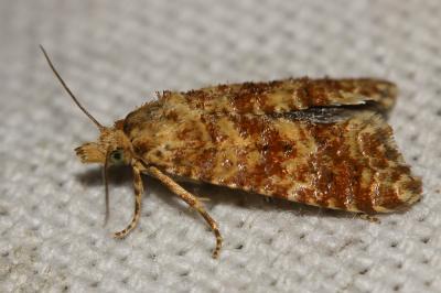  Aethes margarotana (Duponchel, 1836)