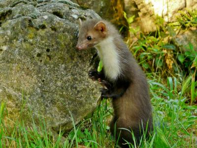 Fouine Martes foina (Erxleben, 1777)