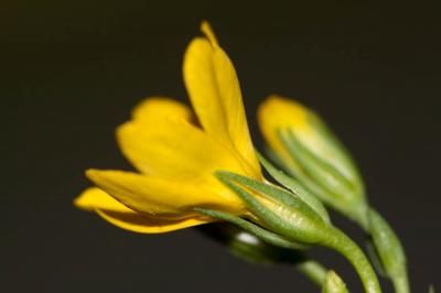 Chlorette, Chlore perfoliée Blackstonia perfoliata (L.) Huds., 1762