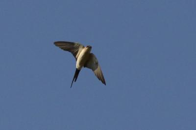 Hirondelle rousseline Cecropis daurica (Laxmann, 1769)