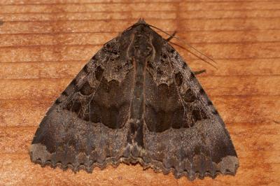 Maure Mormo maura (Linnaeus, 1758)