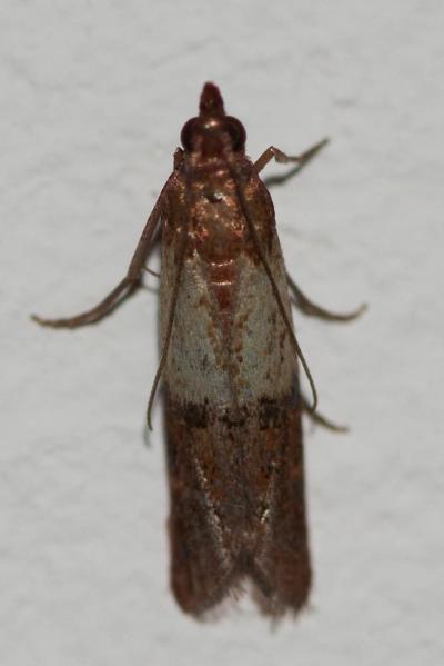  Plodia interpunctella (Hübner, 1813)