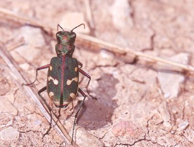  Cicindela maroccana Fabricius, 1801