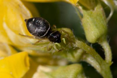Saltique cuivré Heliophanus cupreus (Walckenaer, 1802)