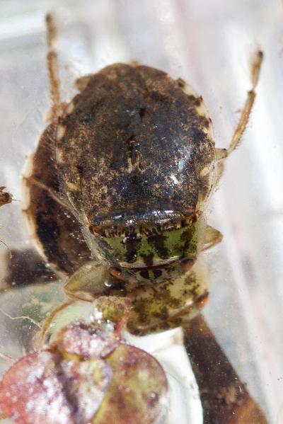  Naucoris maculatus Fabricius, 1798