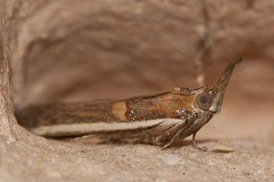  Etiella zinckenella (Treitschke, 1832)