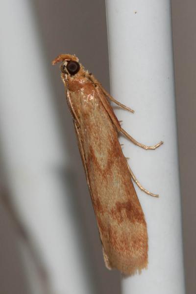  Homoeosoma sinuella (Fabricius, 1794)