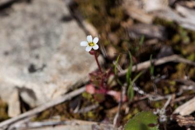 Saxifrage à trois doigts, Petite saxifrage Saxifraga tridactylites L., 1753