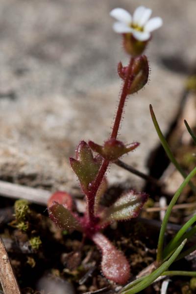Saxifrage à trois doigts, Petite saxifrage Saxifraga tridactylites L., 1753