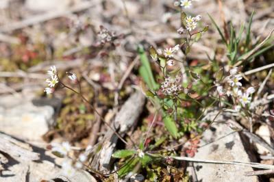Drave de printemps Draba verna L., 1753