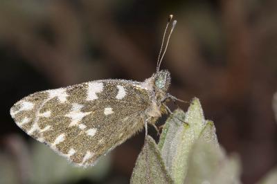 Marbré-de-vert (Le), Piéride du Réséda (La), Marbr Pontia daplidice (Linnaeus, 1758)