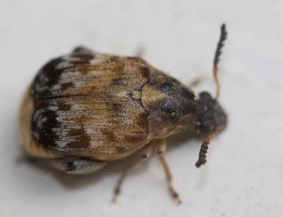  Megabruchidius tonkineus (Pic, 1904)
