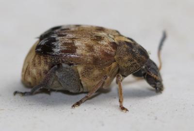  Megabruchidius tonkineus (Pic, 1904)