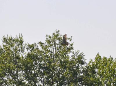 Buse féroce Buteo rufinus (Cretzschmar, 1827)