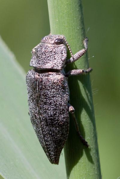  Dicerca aenea (Linnaeus, 1760)