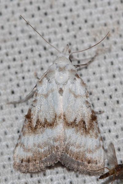 Nole blanchâtre (La) Meganola albula (Denis & Schiffermüller, 1775)