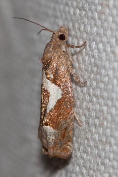 Epiblema foenella (Linnaeus, 1758)