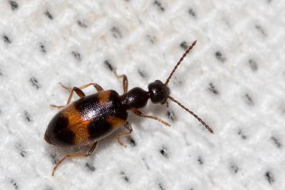  Anthicus antherinus (Linnaeus, 1760)
