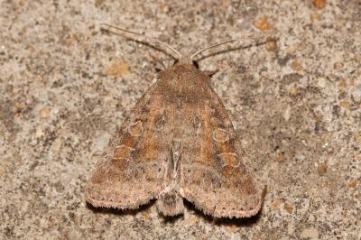 Xanthie falote (La) Parastichtis suspecta (Hübner, 1817)