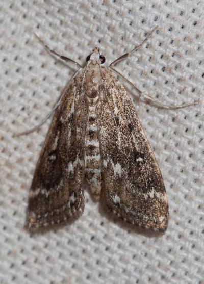  Parapoynx stratiotata (Linnaeus, 1758)
