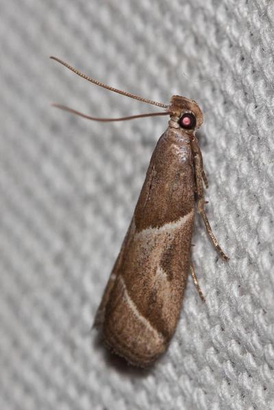 Nyctegretis lineana (Scopoli, 1786)