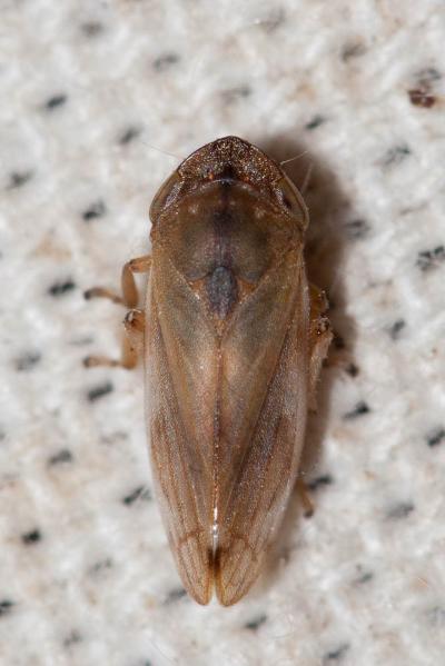  Neophilaenus campestris (Fallén, 1805)