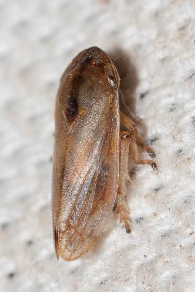 Neophilaenus campestris (Fallén, 1805)