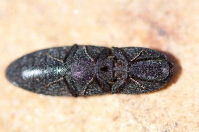  Lacon punctatus (Herbst, 1779)