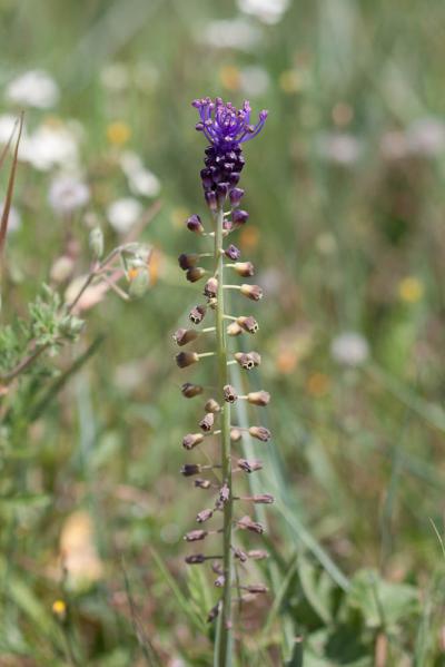Muscari à toupet, Muscari chevelu Muscari comosum (L.) Mill., 1768