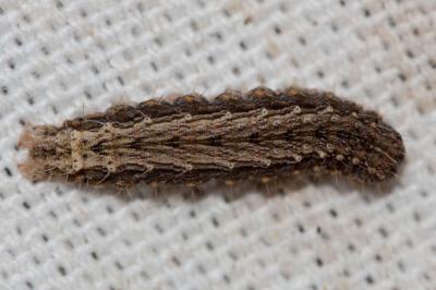 Ambiguë (L') Hoplodrina ambigua (Denis & Schiffermüller, 1775)