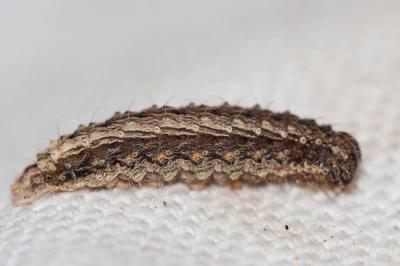 Ambiguë (L') Hoplodrina ambigua (Denis & Schiffermüller, 1775)