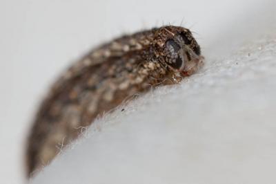 Ambiguë (L') Hoplodrina ambigua (Denis & Schiffermüller, 1775)