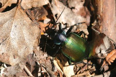Grand calosome (Le) Calosoma sycophanta (Linnaeus, 1758)