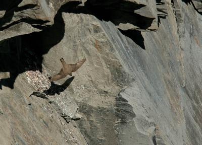 Hirondelle de rochers Ptyonoprogne rupestris (Scopoli, 1769)